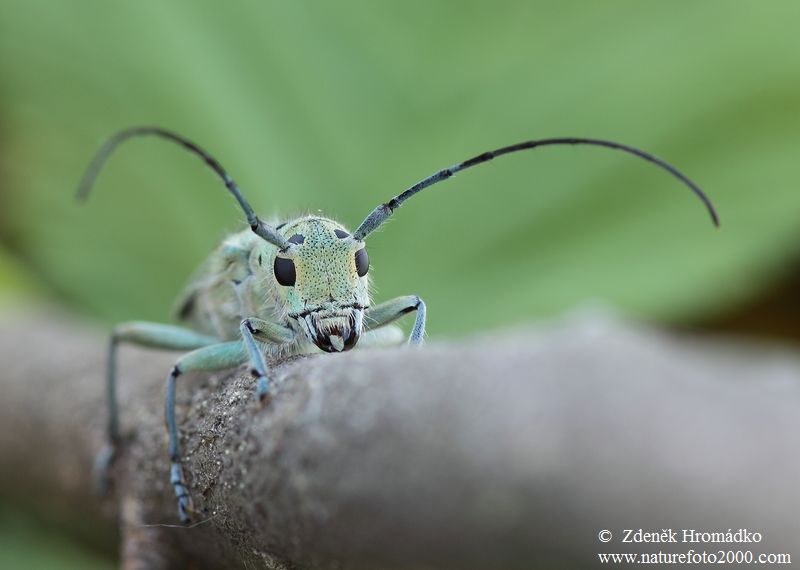 kozlíček jilmový, Saperda punctata (Linnaeus, 1767), Cerambycidae, Saperdini (Brouci, Coleoptera)